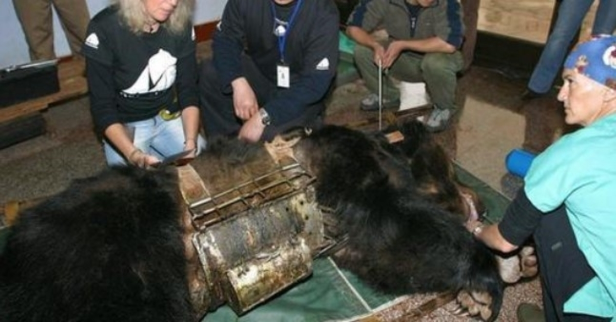 Bear freed from 9 years in ‘torture vest’ sees water for the first time