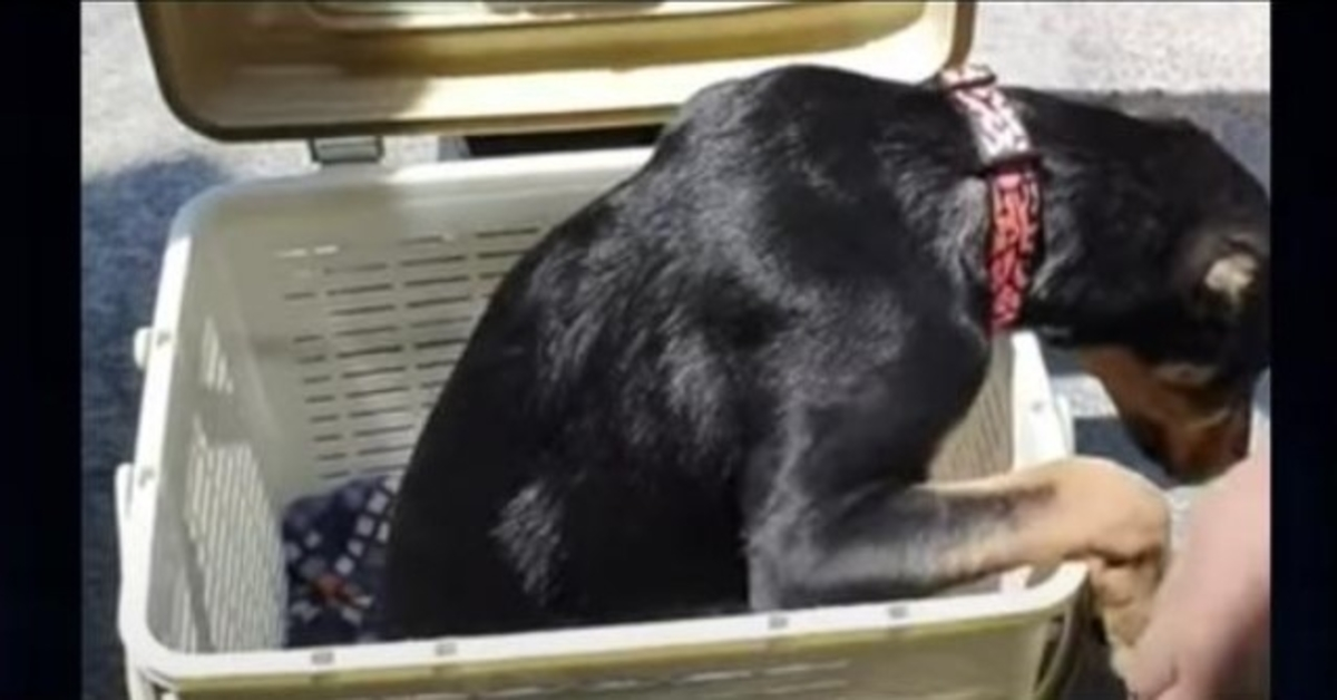 Basket Contained Dog With ‘Half Of A Body’ That No One Wants, Sets Eyes On 1 Man