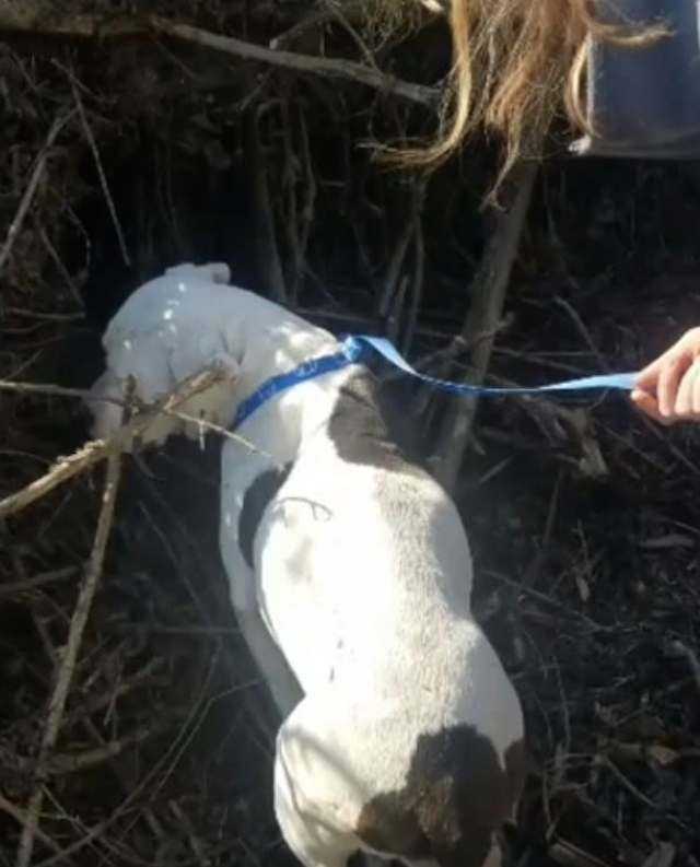 Το Animаl Shеltеr γράφει συγκινητικό γράμμα στον ιδιοκτήτη που πέταξε έγκυο σκύλο