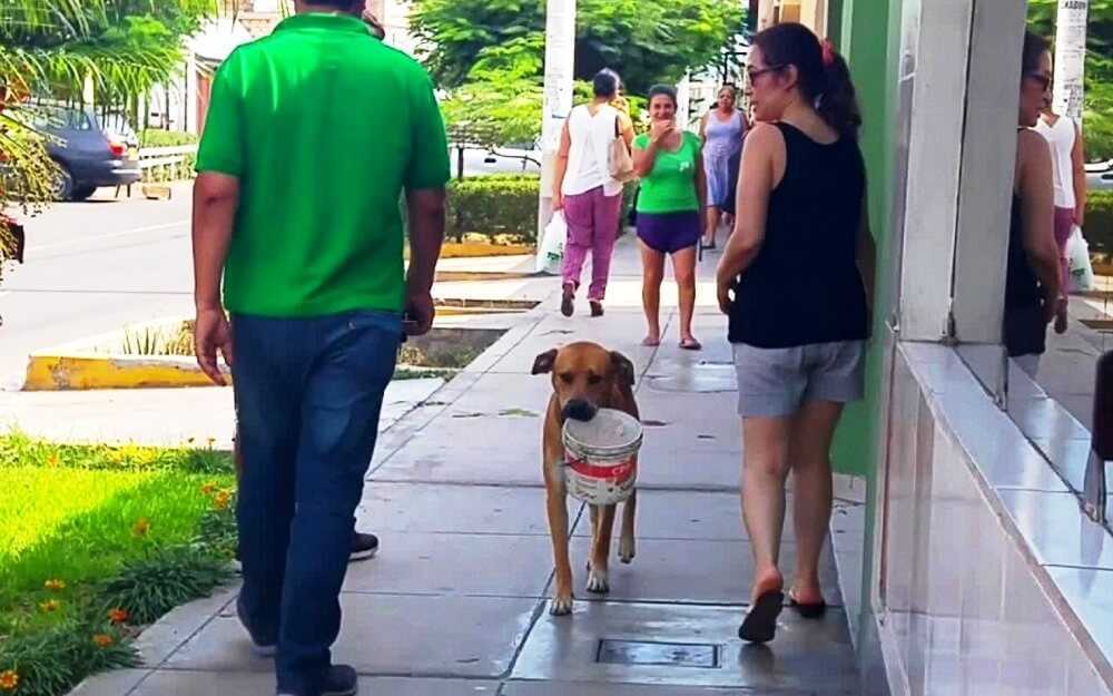 Λυπημένος άστεγος σκύλος που διψάει για μέρες βρίσκει πεταμένο κουβά και εκλιπαρεί για λίγο νερό