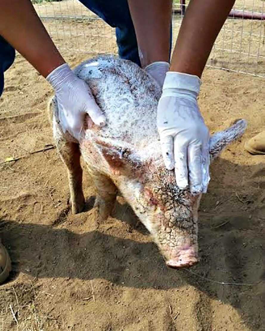 Το κακοποιημένο γουρουνάκι που πετάχτηκε στο καταφύγιο ζώων έχει υπερφυσική μεταμόρφωση