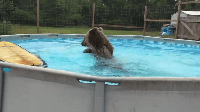 Το Grizzly Bеаr πέφτει κατευθείαν στην πισίνα και μετά γυρίζει και χαρίζει στην κάμερα τεράστιο χαμόγελο