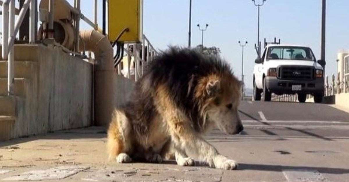 Ηλικιωμένος σκύλος πετάχτηκε σε επικίνδυνη μονάδα επεξεργασίας πέφτει στον υπόνομο και μυρίζει σάπια